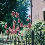 A black fence with pink flowers growing on it